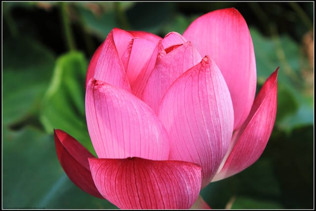 《遊記—三芝》2011北海岸花海季