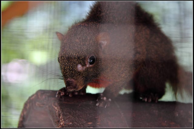 《遊記—桃園復興》小烏來天空步道~膽小勿試！