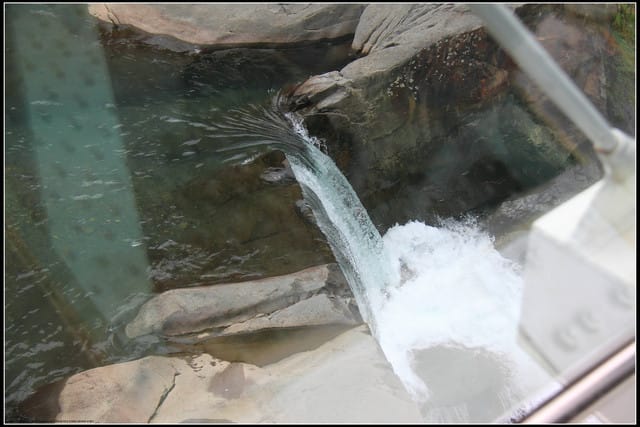 《遊記—桃園復興》小烏來天空步道~膽小勿試！