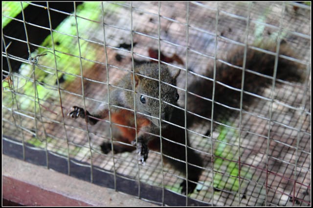 《遊記—桃園復興》小烏來天空步道~膽小勿試！