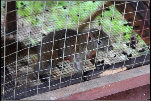 《遊記—桃園復興》小烏來天空步道~膽小勿試！