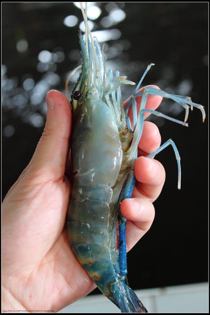 《遊記—桃園》與蝦鬥智～人和釣蝦場