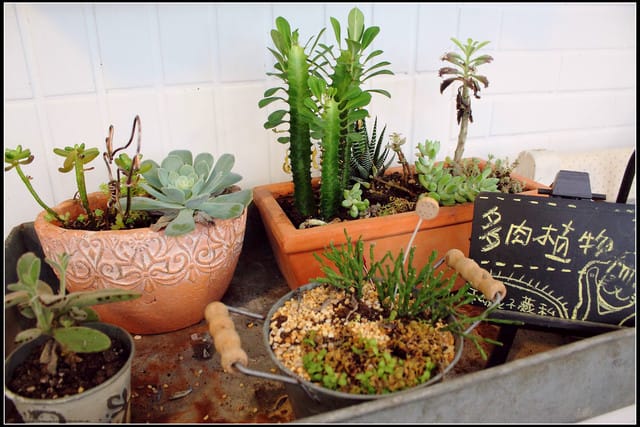 《食記—新北中和》私藏不藏私～來個慵懶下午茶吧！