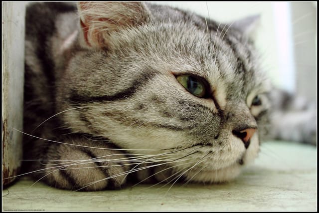 《食記—新北中和》私藏不藏私～來個慵懶下午茶吧！