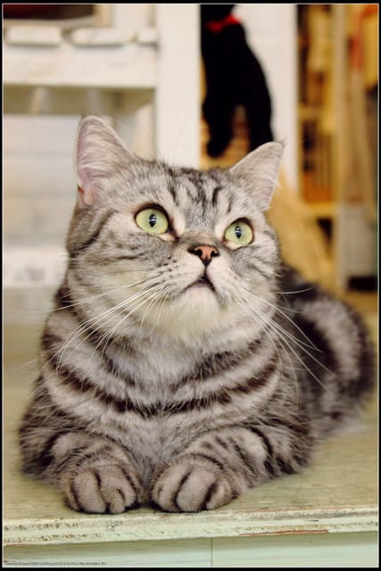 《食記—新北中和》私藏不藏私～來個慵懶下午茶吧！