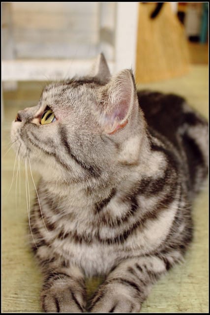 《食記—新北中和》私藏不藏私～來個慵懶下午茶吧！