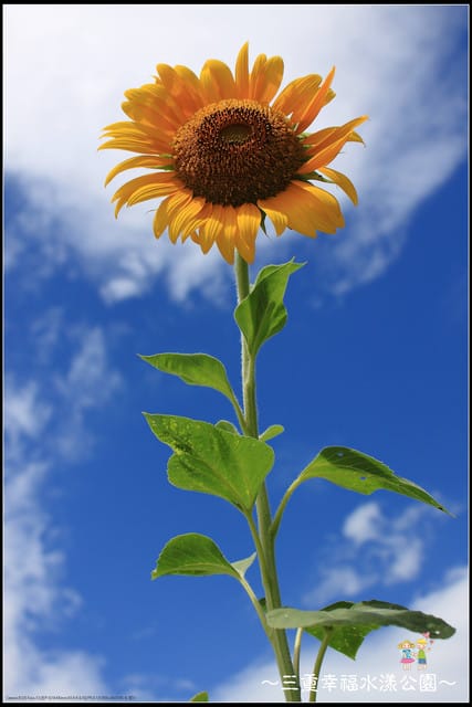 《遊記—新北三重》幸福水漾公園隨拍 - 第20張圖 《遊記—新北三重》幸福水漾公園隨拍