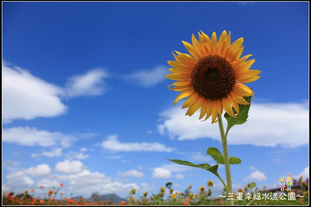 《遊記—新北三重》幸福水漾公園隨拍 - 第25張圖 《遊記—新北三重》幸福水漾公園隨拍