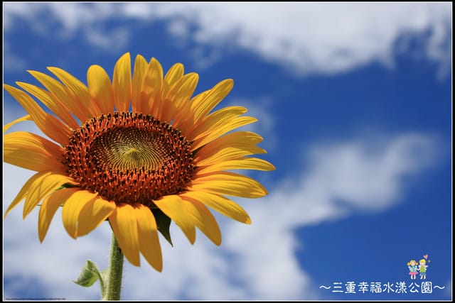 《遊記—新北三重》幸福水漾公園隨拍 - 第36張圖 《遊記—新北三重》幸福水漾公園隨拍