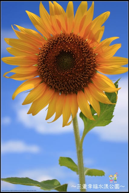 《遊記—新北三重》幸福水漾公園隨拍 - 第23張圖 《遊記—新北三重》幸福水漾公園隨拍