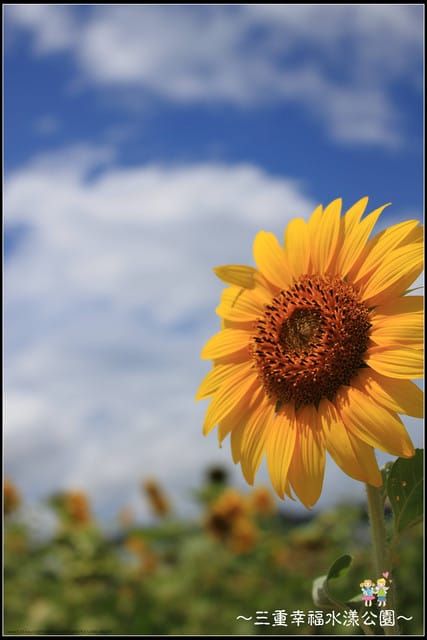 《遊記—新北三重》幸福水漾公園隨拍 - 第42張圖 《遊記—新北三重》幸福水漾公園隨拍