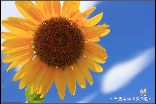 《遊記—新北三重》幸福水漾公園隨拍 - 第34張圖 《遊記—新北三重》幸福水漾公園隨拍