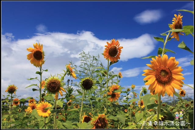 《遊記—新北三重》幸福水漾公園隨拍 - 第19張圖 《遊記—新北三重》幸福水漾公園隨拍