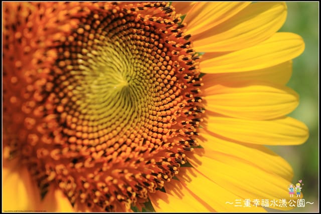 《遊記—新北三重》幸福水漾公園隨拍 - 第35張圖 《遊記—新北三重》幸福水漾公園隨拍