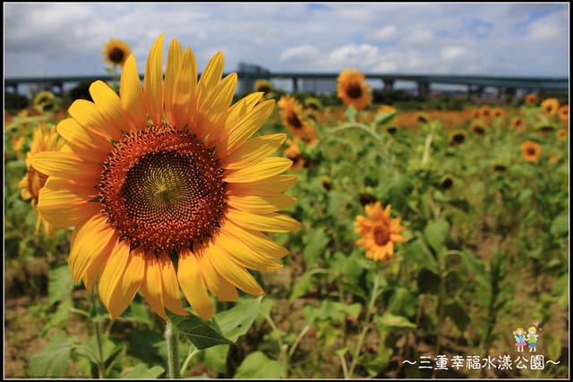 《遊記—新北三重》幸福水漾公園隨拍 - 第37張圖 《遊記—新北三重》幸福水漾公園隨拍