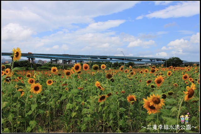 《遊記—新北三重》幸福水漾公園隨拍 - 第30張圖 《遊記—新北三重》幸福水漾公園隨拍