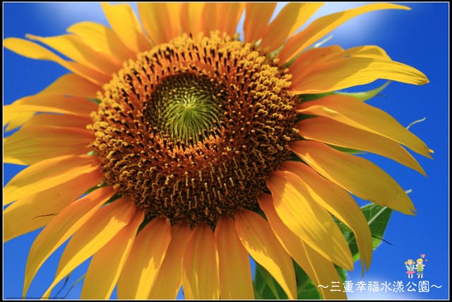 《遊記—新北三重》幸福水漾公園隨拍 - 第17張圖 《遊記—新北三重》幸福水漾公園隨拍