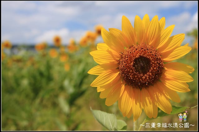 《遊記—新北三重》幸福水漾公園隨拍 - 第41張圖 《遊記—新北三重》幸福水漾公園隨拍