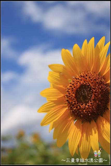 《遊記—新北三重》幸福水漾公園隨拍 - 第45張圖 《遊記—新北三重》幸福水漾公園隨拍