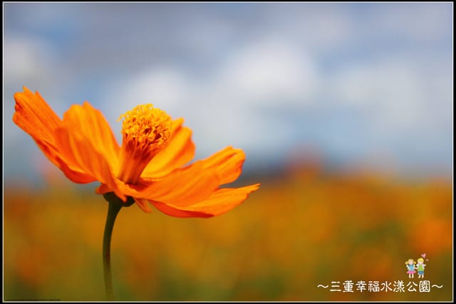 《遊記—新北三重》幸福水漾公園隨拍 - 第49張圖 《遊記—新北三重》幸福水漾公園隨拍