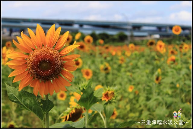 《遊記—新北三重》幸福水漾公園隨拍 - 第29張圖 《遊記—新北三重》幸福水漾公園隨拍