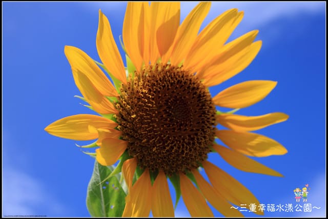 《遊記—新北三重》幸福水漾公園隨拍 - 第15張圖 《遊記—新北三重》幸福水漾公園隨拍