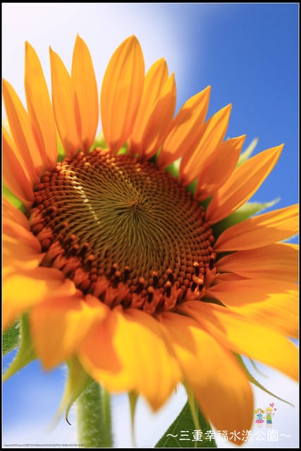 《遊記—新北三重》幸福水漾公園隨拍 - 第16張圖 《遊記—新北三重》幸福水漾公園隨拍