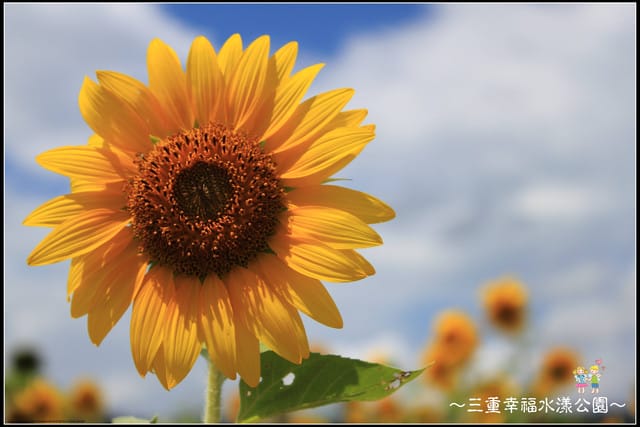 《遊記—新北三重》幸福水漾公園隨拍 - 第40張圖 《遊記—新北三重》幸福水漾公園隨拍