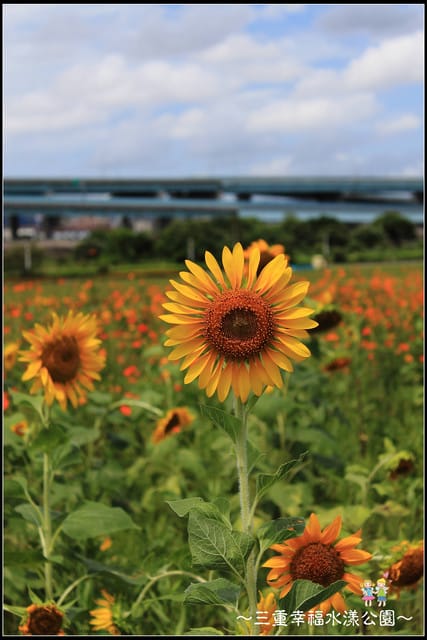 《遊記—新北三重》幸福水漾公園隨拍 - 第27張圖 《遊記—新北三重》幸福水漾公園隨拍