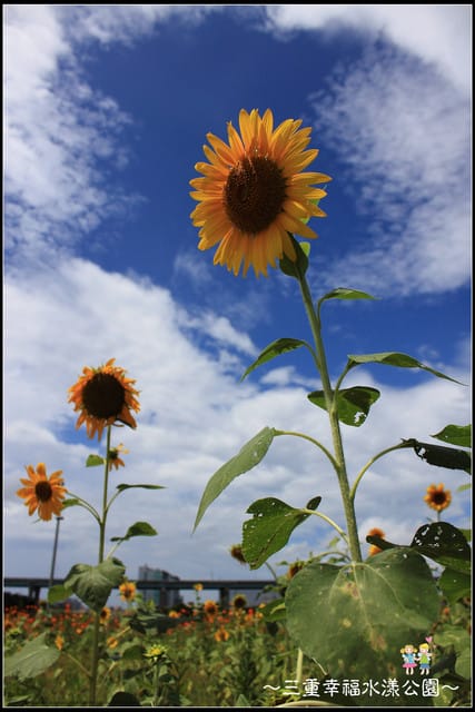 《遊記—新北三重》幸福水漾公園隨拍 - 第31張圖 《遊記—新北三重》幸福水漾公園隨拍
