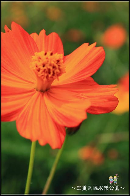 《遊記—新北三重》幸福水漾公園隨拍 - 第53張圖 《遊記—新北三重》幸福水漾公園隨拍