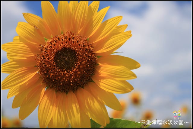 《遊記—新北三重》幸福水漾公園隨拍 - 第38張圖 《遊記—新北三重》幸福水漾公園隨拍