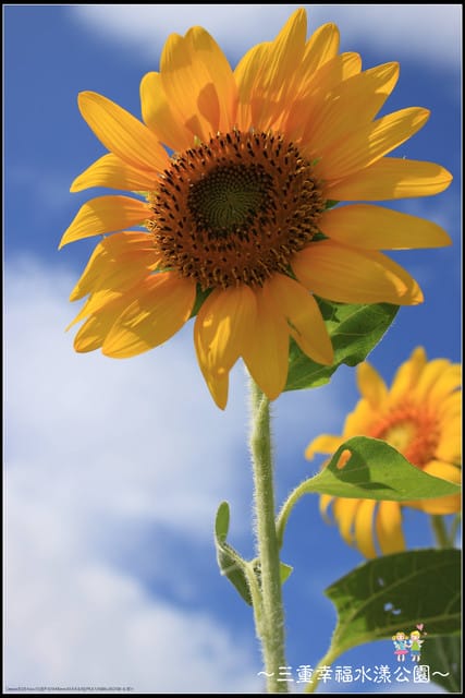 《遊記—新北三重》幸福水漾公園隨拍 - 第14張圖 《遊記—新北三重》幸福水漾公園隨拍