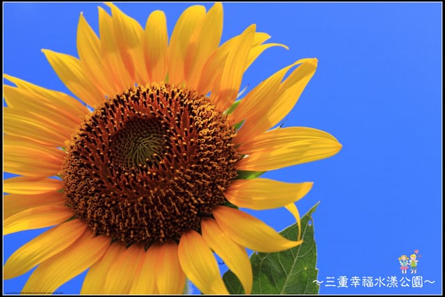 《遊記—新北三重》幸福水漾公園隨拍 - 第24張圖 《遊記—新北三重》幸福水漾公園隨拍