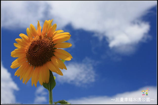 《遊記—新北三重》幸福水漾公園隨拍 - 第33張圖 《遊記—新北三重》幸福水漾公園隨拍