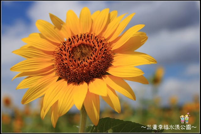 《遊記—新北三重》幸福水漾公園隨拍 - 第44張圖 《遊記—新北三重》幸福水漾公園隨拍