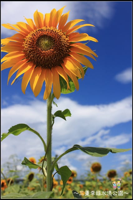 《遊記—新北三重》幸福水漾公園隨拍 - 第18張圖 《遊記—新北三重》幸福水漾公園隨拍