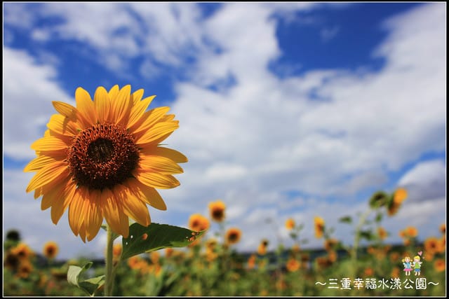 《遊記—新北三重》幸福水漾公園隨拍 - 第39張圖 《遊記—新北三重》幸福水漾公園隨拍