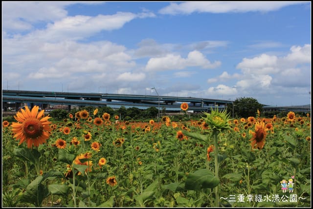 《遊記—新北三重》幸福水漾公園隨拍 - 第28張圖 《遊記—新北三重》幸福水漾公園隨拍
