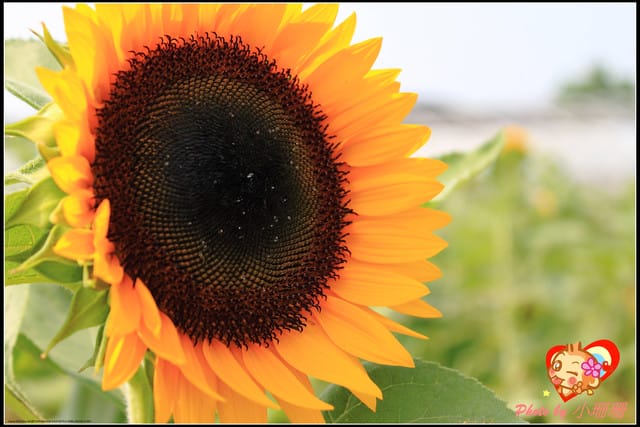 《遊記—桃園觀音》向陽農場（向日葵主題農場）