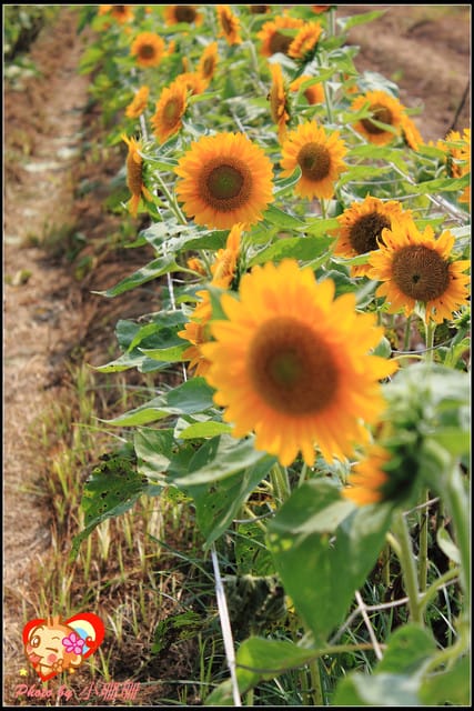 《遊記—桃園觀音》向陽農場（向日葵主題農場）