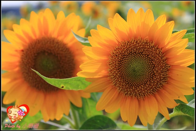 《遊記—桃園觀音》向陽農場（向日葵主題農場）