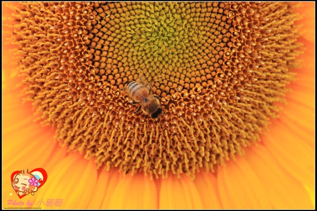 《遊記—桃園觀音》向陽農場（向日葵主題農場）