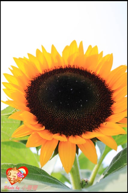 《遊記—桃園觀音》向陽農場（向日葵主題農場）