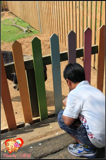 《遊記—桃園觀音》向陽農場（向日葵主題農場）