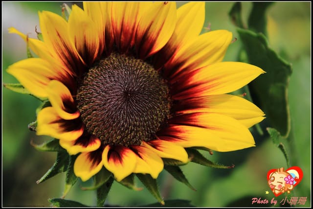 《遊記—桃園觀音》向陽農場（向日葵主題農場）