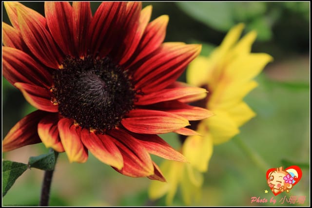 《遊記—桃園觀音》向陽農場（向日葵主題農場）