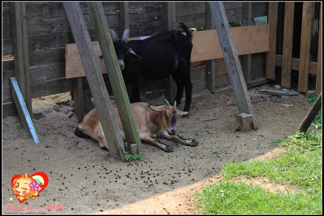 《遊記—桃園觀音》向陽農場（向日葵主題農場）