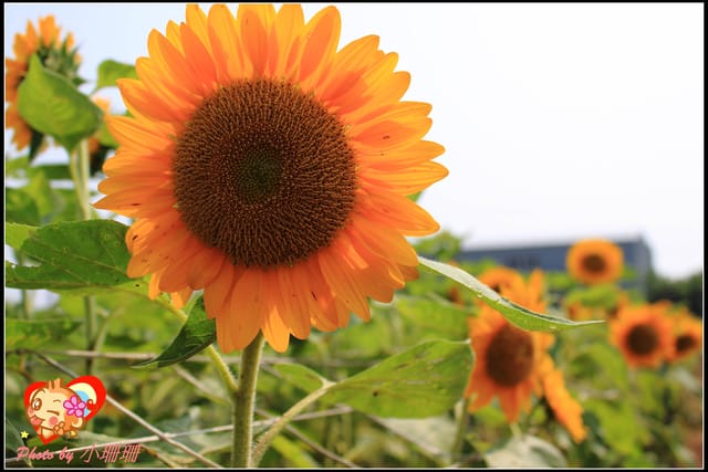 《遊記—桃園觀音》向陽農場（向日葵主題農場）