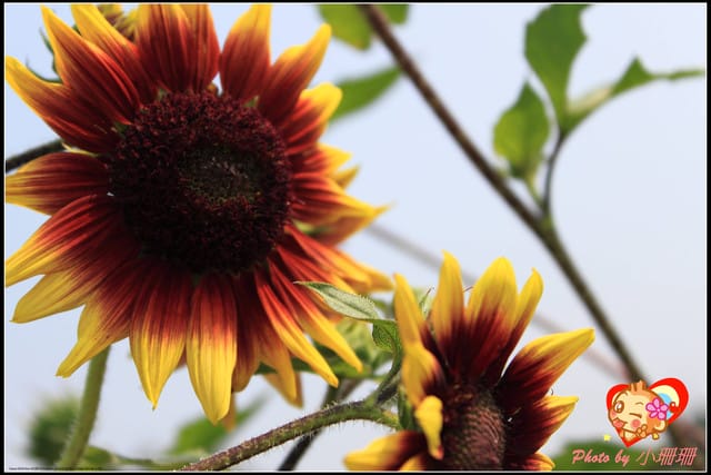 《遊記—桃園觀音》向陽農場（向日葵主題農場）
